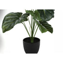  Monarch I 9578 24"H - Indoor Alocasia In A 5" Pot IMAGE 3
