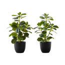  Monarch I 9585 14"H Ficus Elastica In 4" Pot IMAGE 2